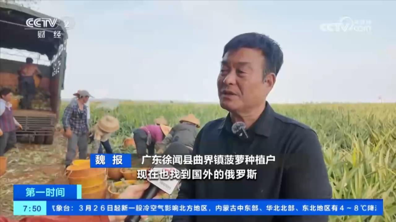 广东徐闻县曲界镇菠萝种植户 魏报:现在也找到国外的俄罗斯,我们都