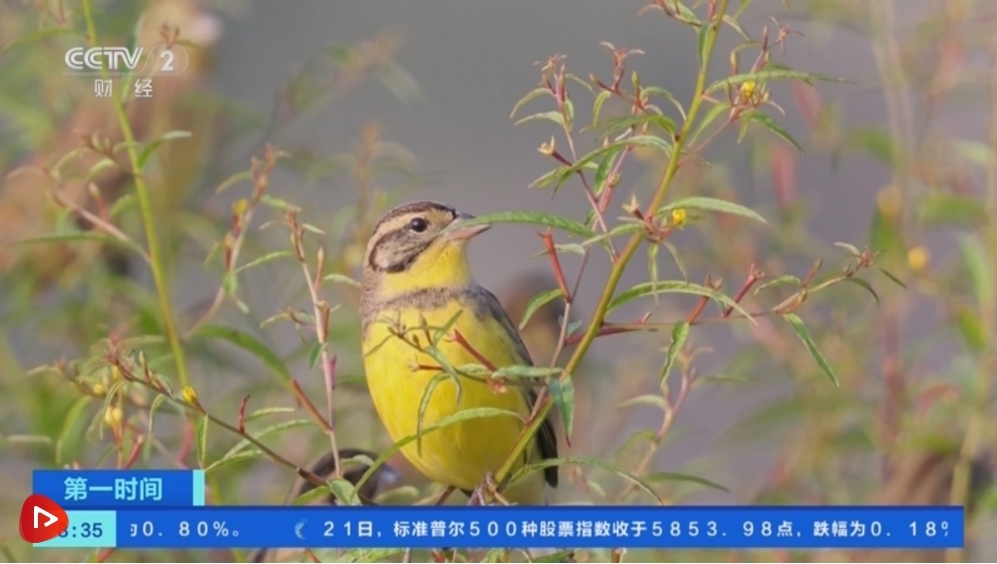 层林尽染秋意浓 鸟儿嬉戏稻田间 秋日绚烂多彩的锦绣画卷铺展开来