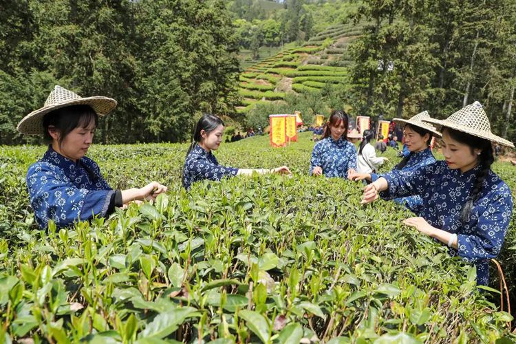 2025年4月13日，福建武夷山市星村镇朝阳村茶农在生态茶园展示采茶。新华社发（邱汝泉 摄）